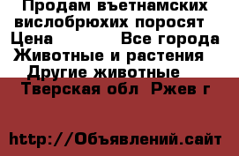 Продам въетнамских вислобрюхих поросят › Цена ­ 2 500 - Все города Животные и растения » Другие животные   . Тверская обл.,Ржев г.